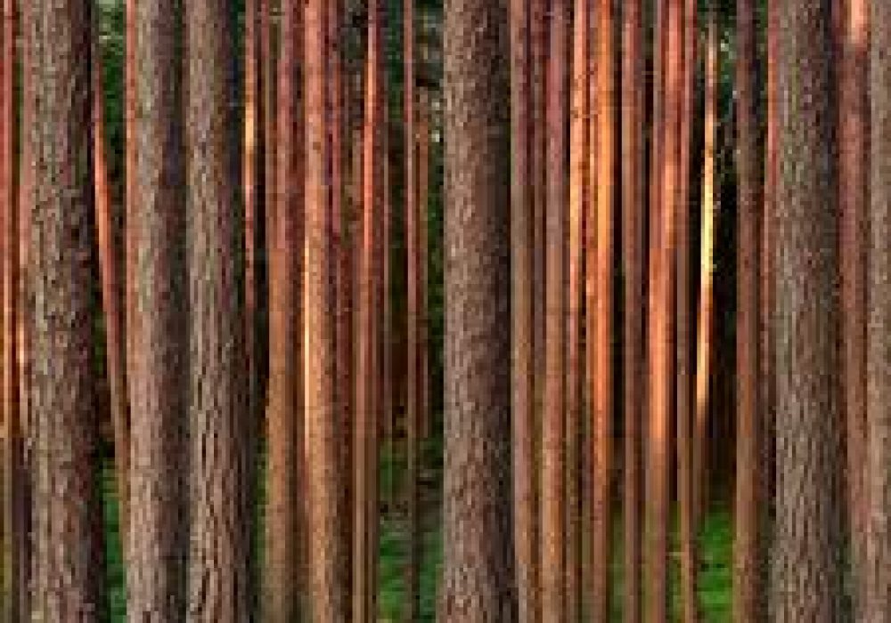 bomen in bos